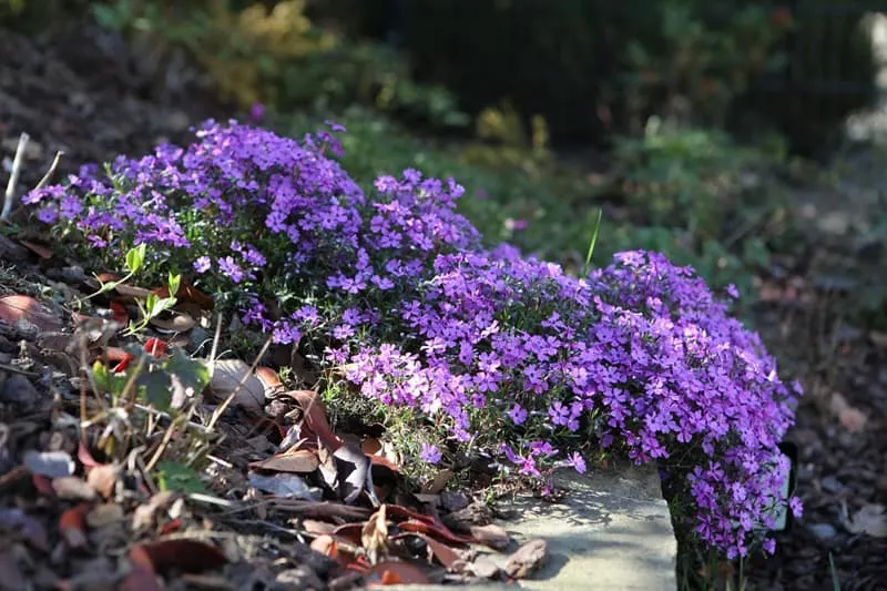 tufted phlox spilling over a rock 