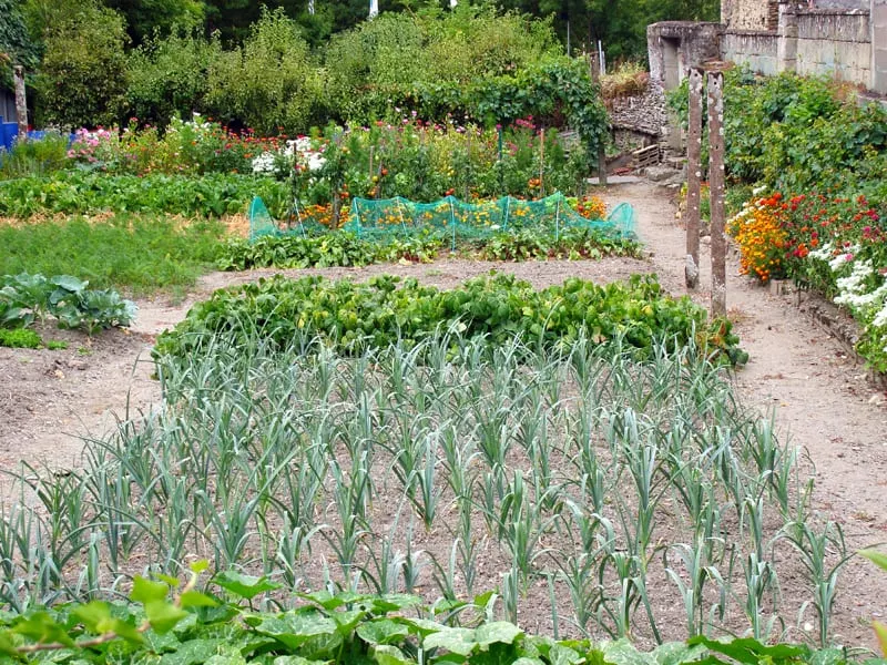 vegetable garden layout