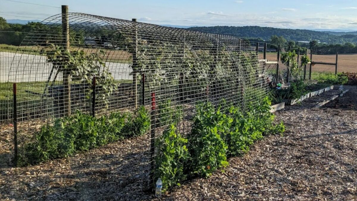tomato plants growing up on a cattle panel.