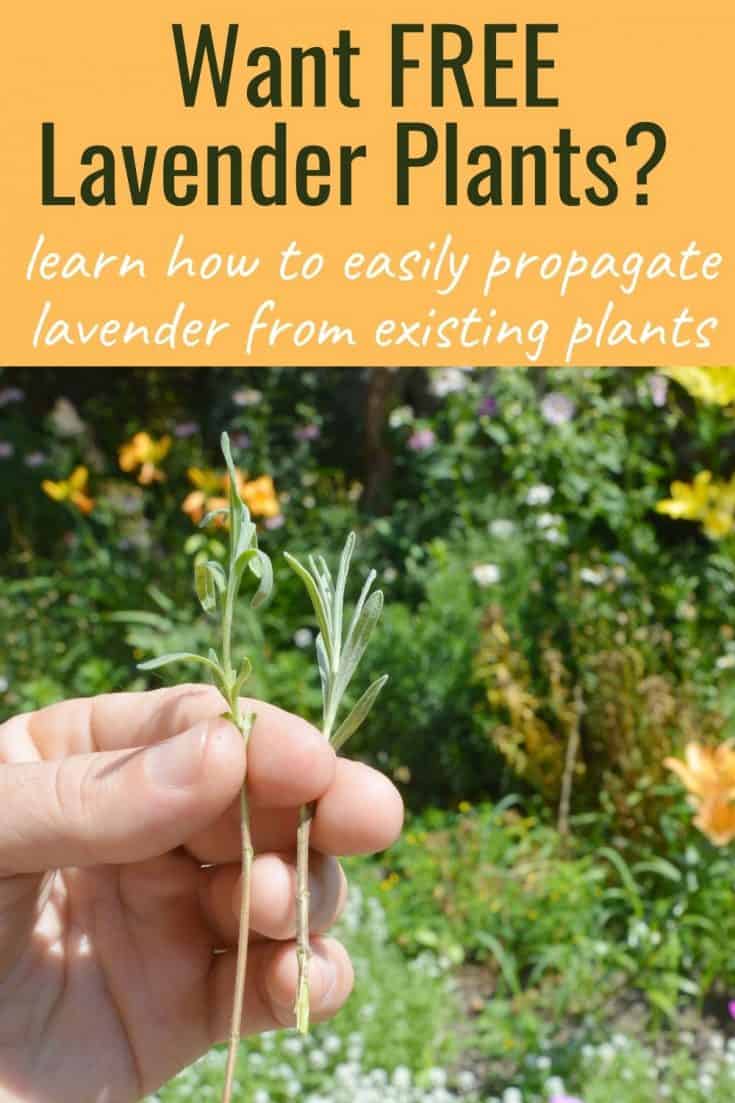 How To Grow Lavender Plants In Your Garden Or In Containers