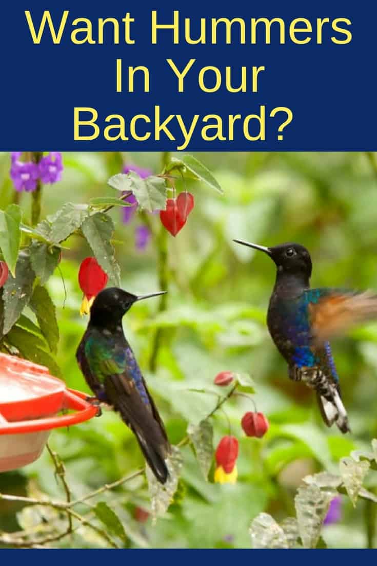 playful hummingbirds at the feeder