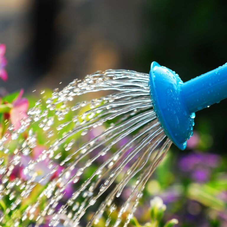 water spraying out o a blue watering can.