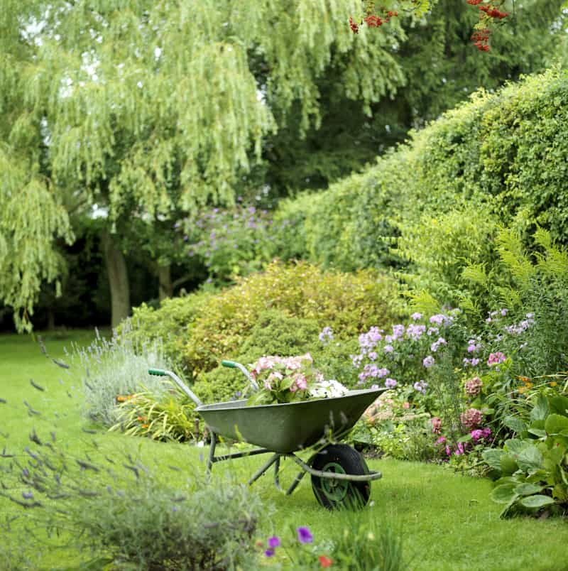 wheelbarrow with flowers