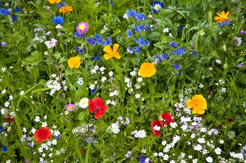 meadow with colorful wild flowers