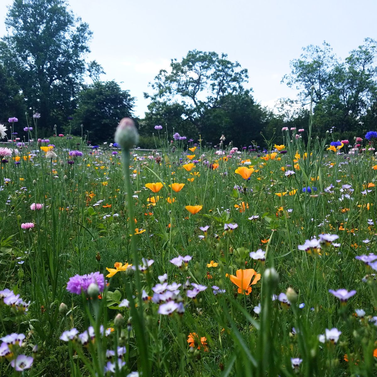 a field of colorful wildflowers.
