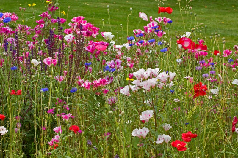 a field of red, pink and blue wildflowers