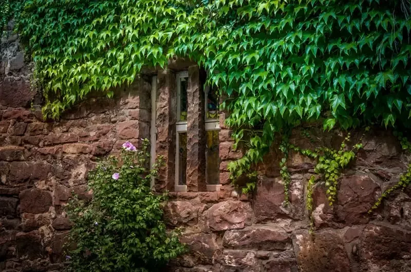 window covered in ivy