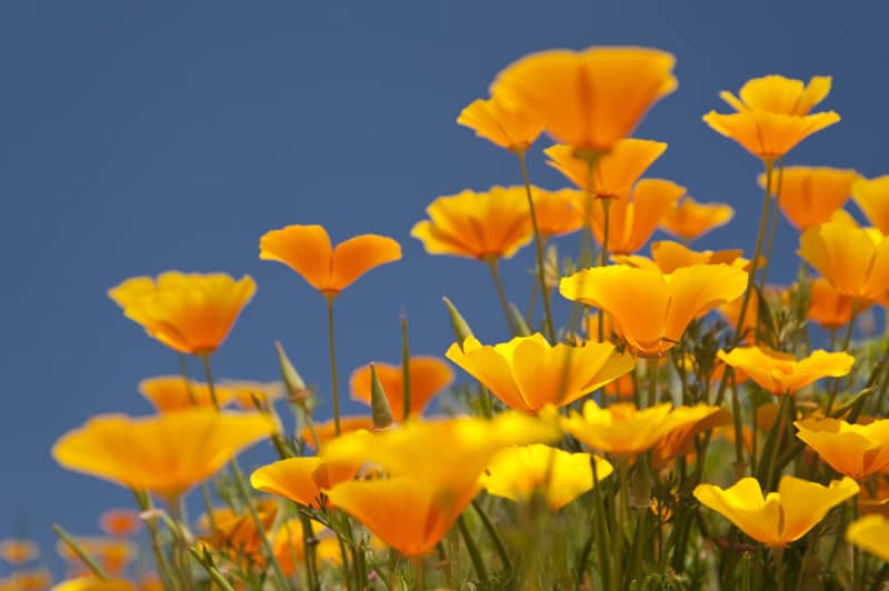 Yellow California poppies