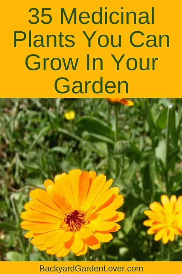 35 medicinal plants you can grow in your garden