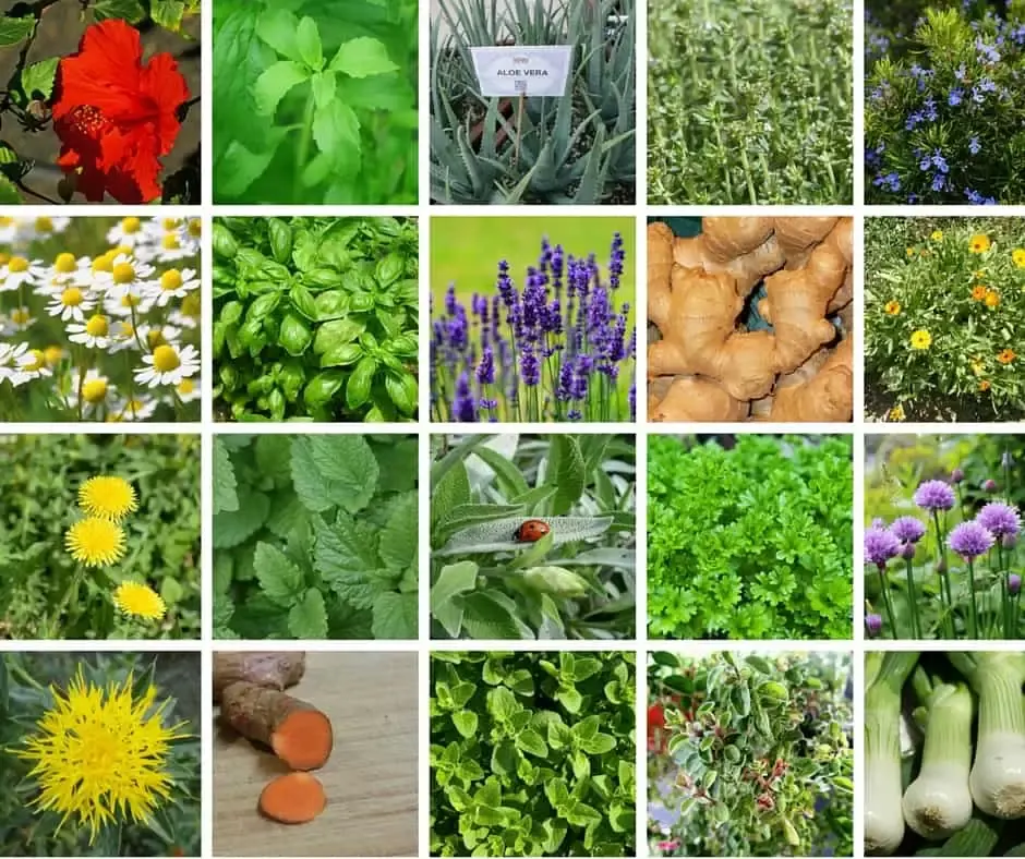 Lista de plantas de jardín de hierbas medicinales