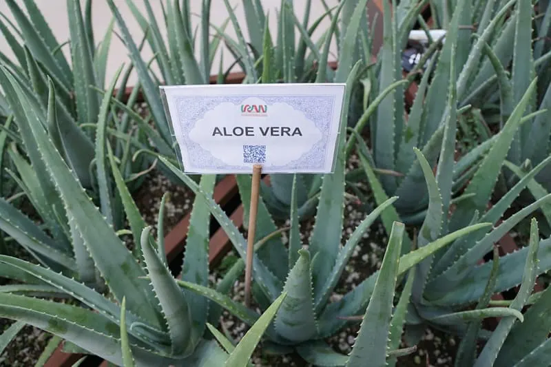 Aloe vera plant in a garden