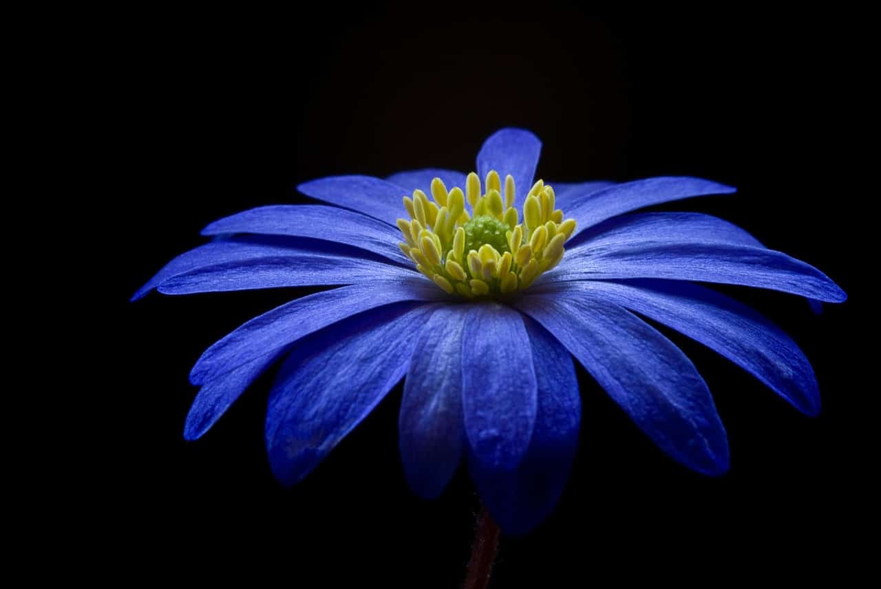 bright blue Balkan Anemone flower