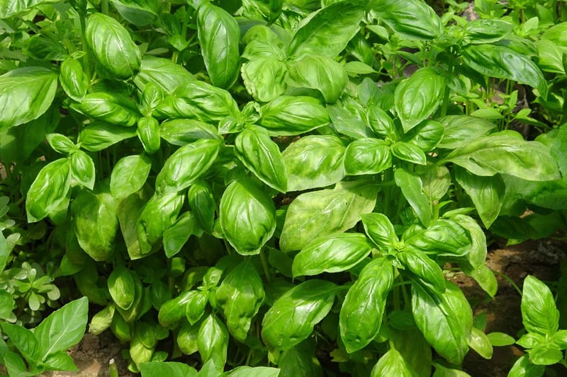 A bunch of basil