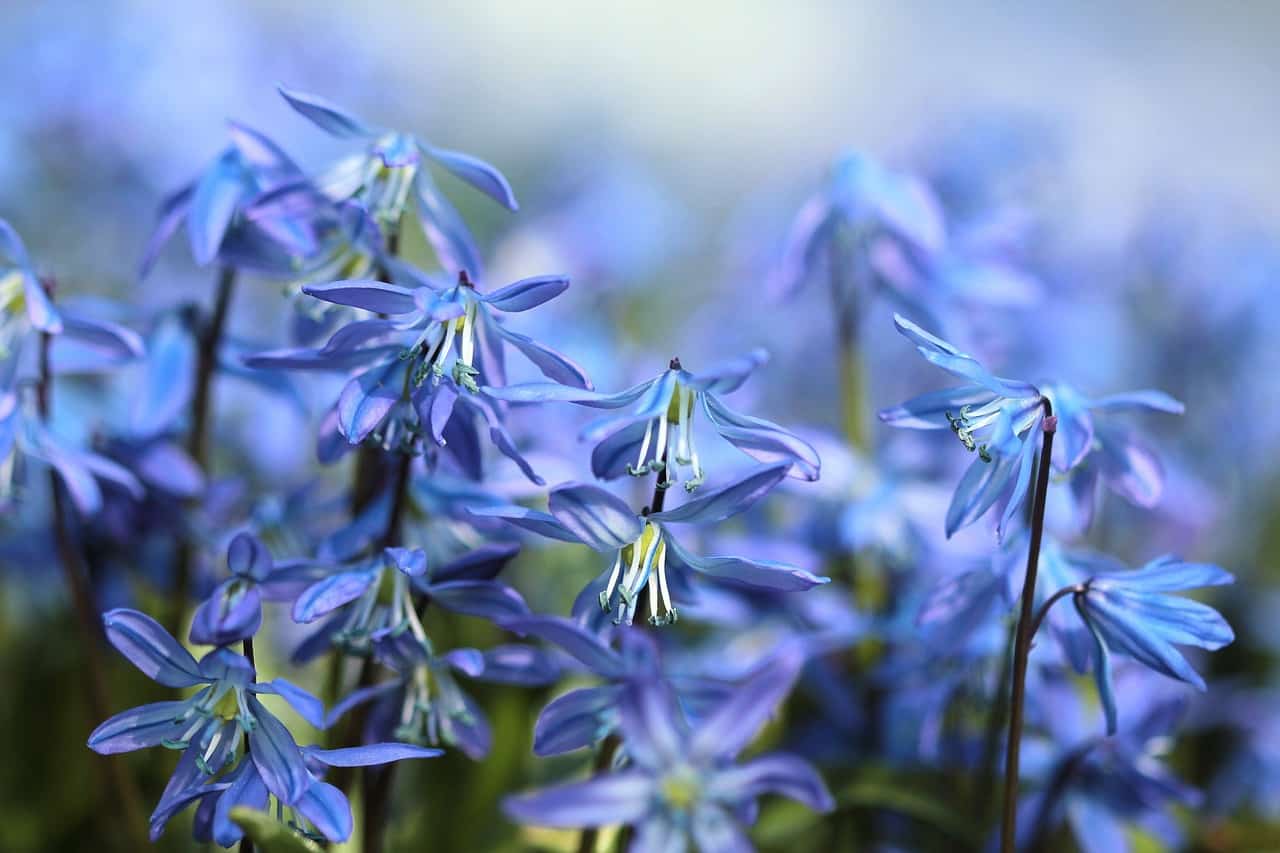 bluebell flowers