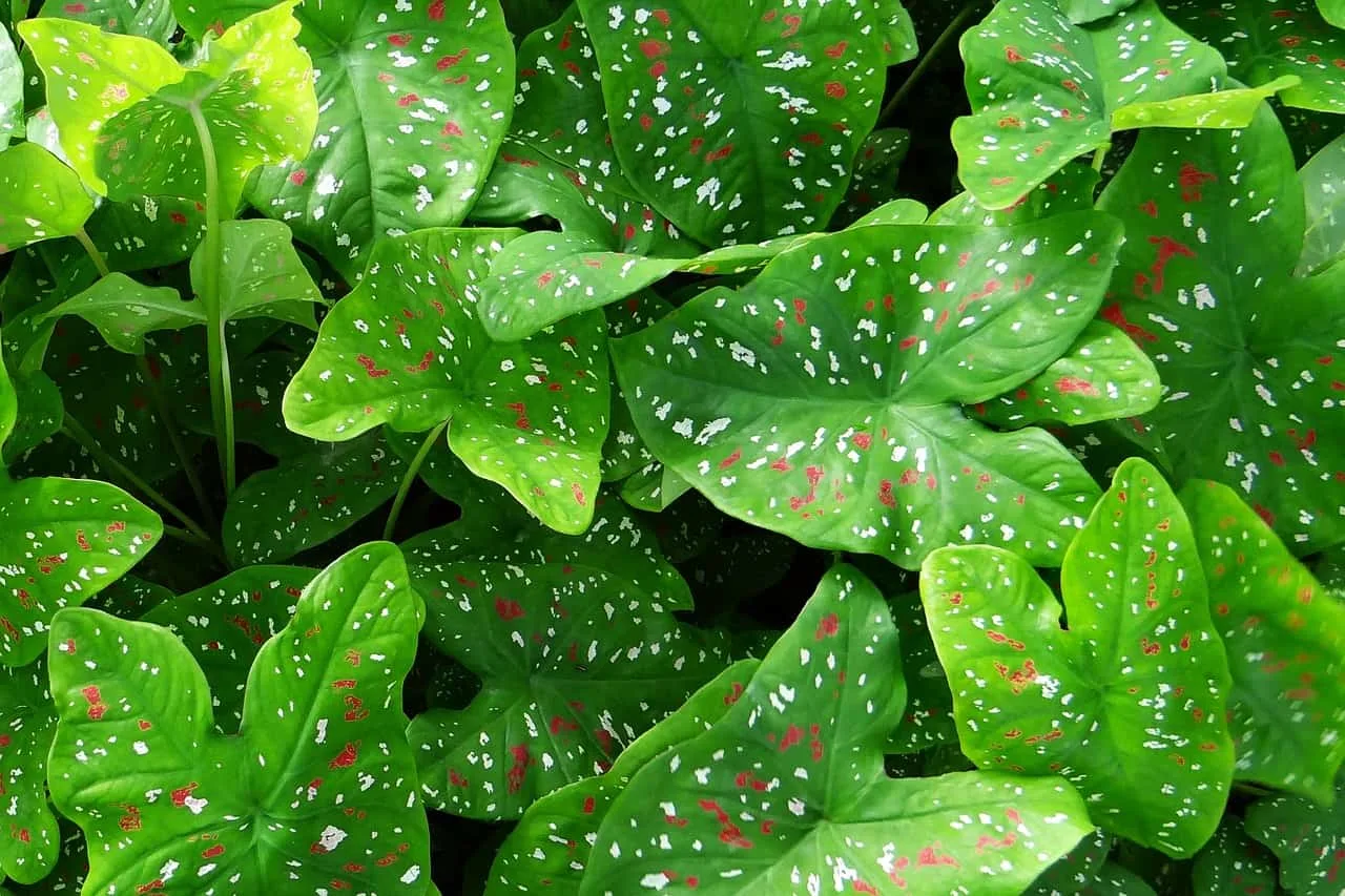 caladium leaves with red and white speckles