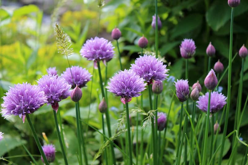 purple blooming chives