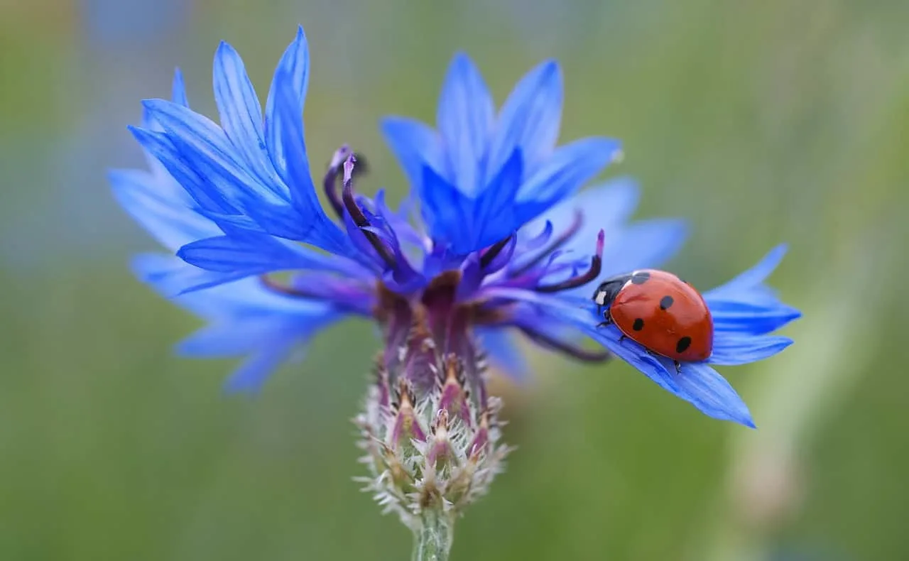 ladybug on a cornflower