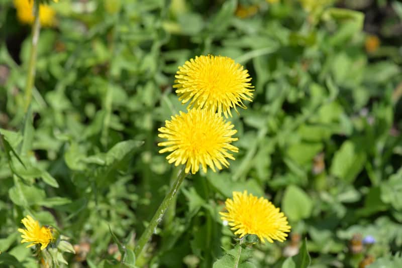 Dandelion flowers