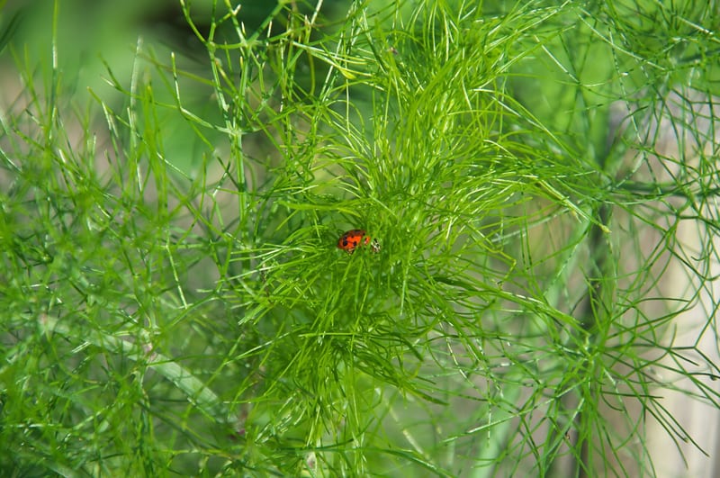 A ladybug on a dill plant