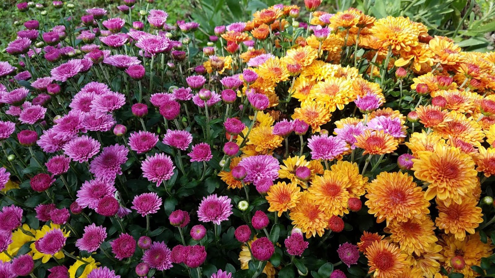 fall colored chrysanthemum flowers.