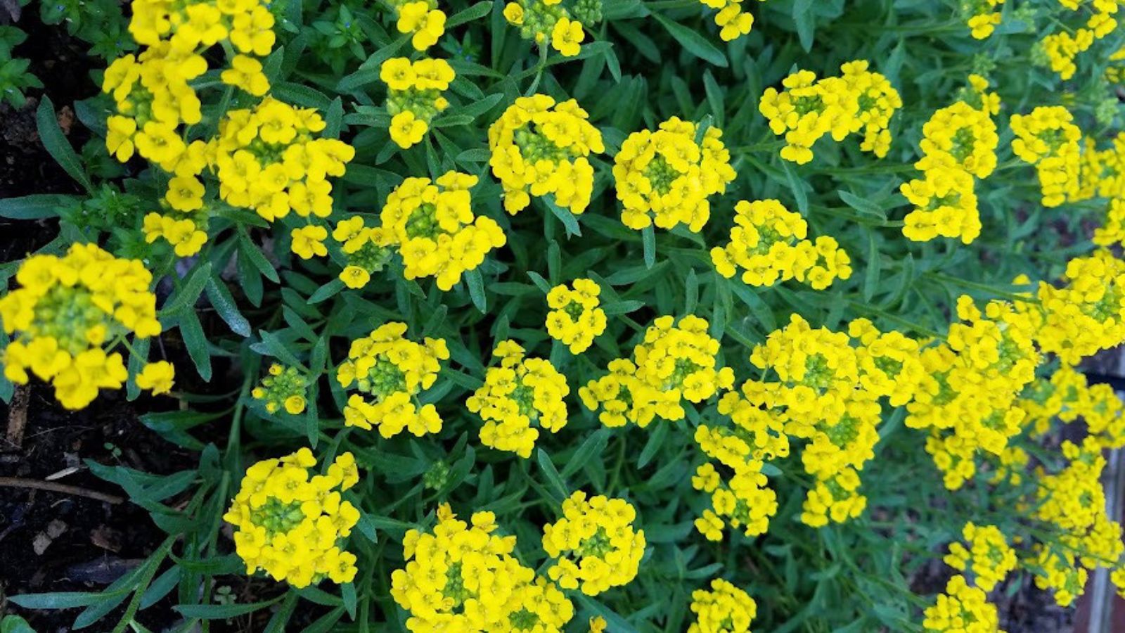 Golden spring alyssum flowers. 