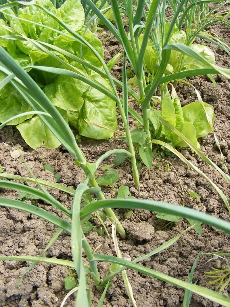 Young garlic growing in the garden
