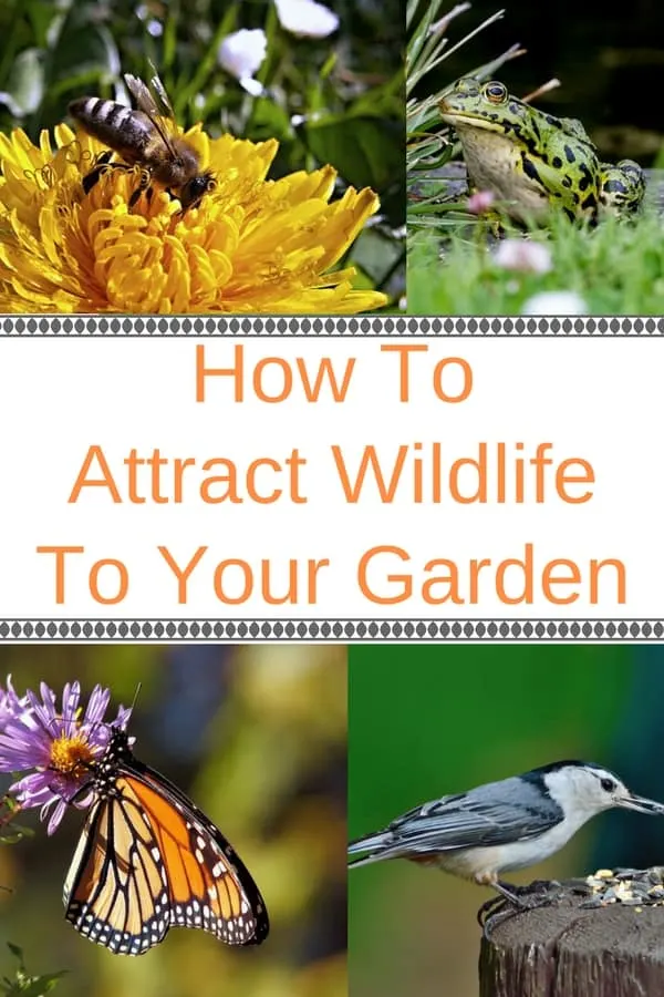 How to attract wildlife to your garden