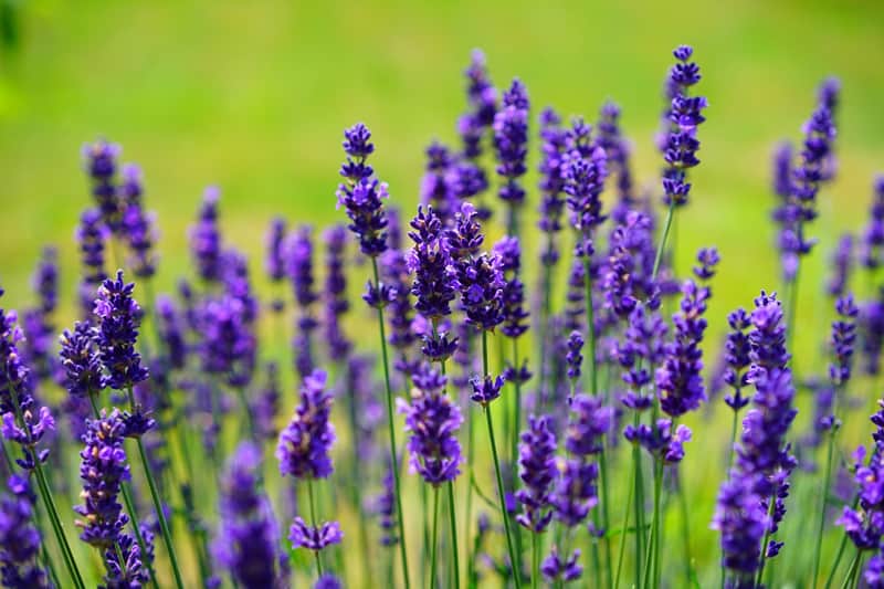 Lavender flowers