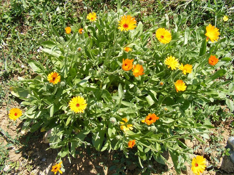 A bunch of marigold flowers