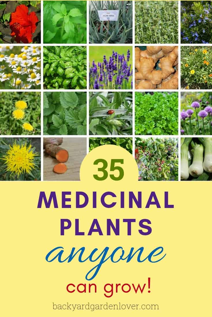 35 medicinal plants anyone can grow