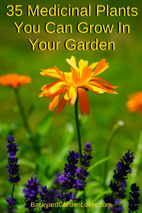 35 medicinal plants you can grow in your garden