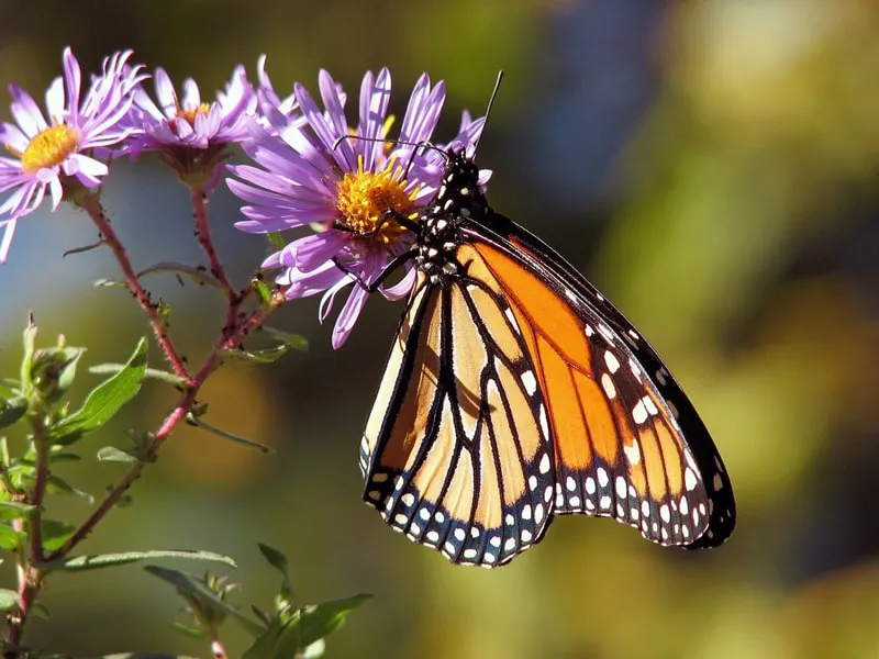 monarch butterfly on purple flower