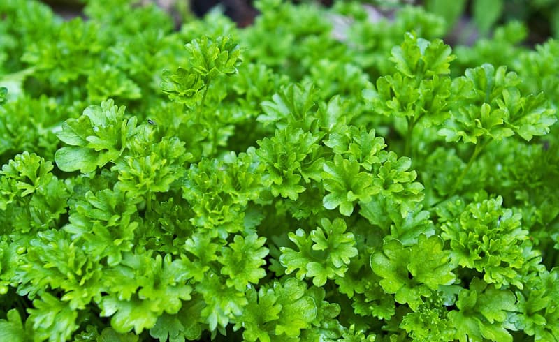 Parsley growing in the garden