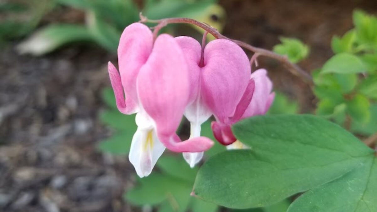 pink bleeding heart flowers.