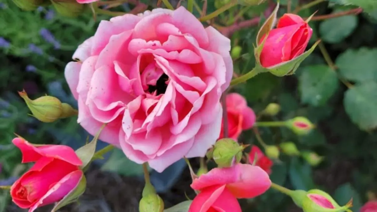 beautiful pink roses with lots of buds.