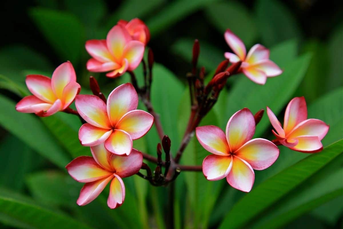 plumeria flowers