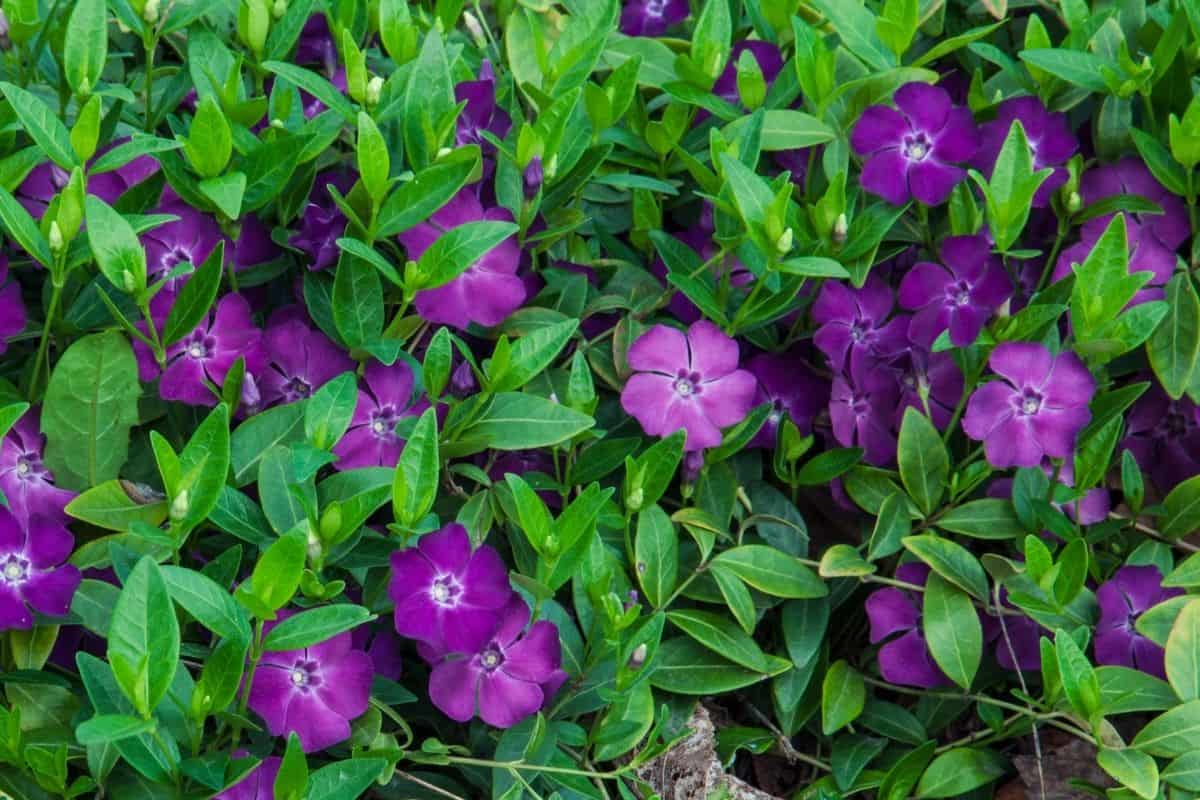 purple vinca flowers
