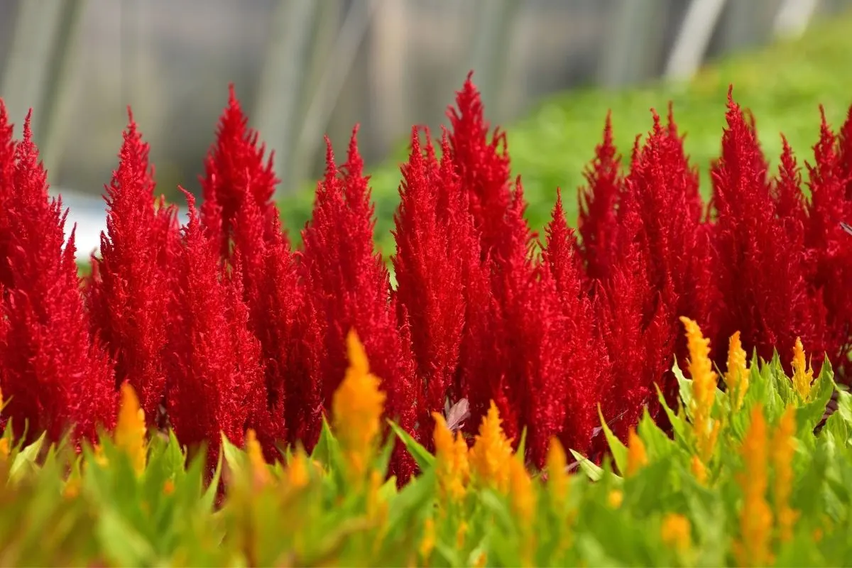 red celosia flowers