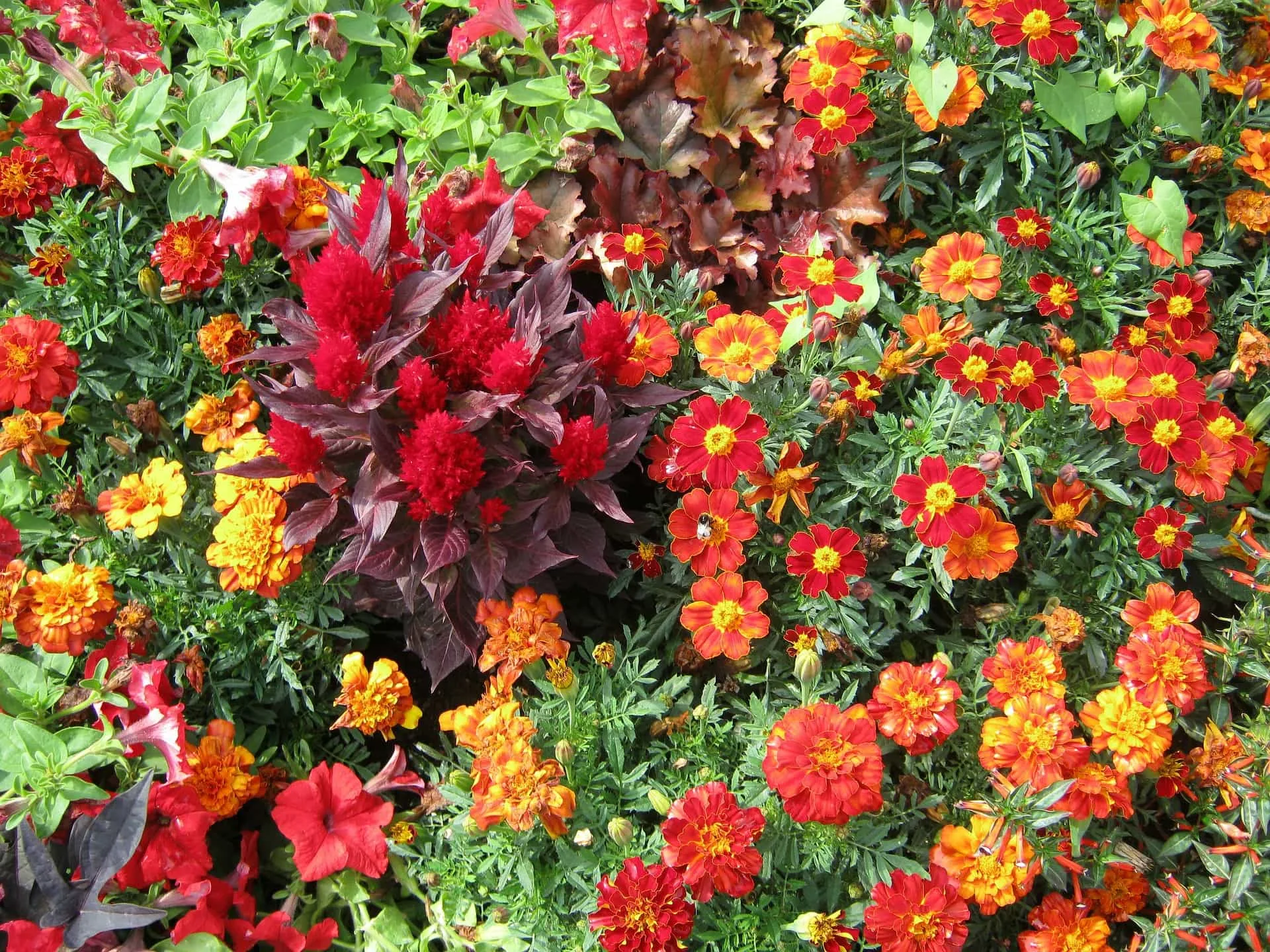 an abundance of red flowers in the garden