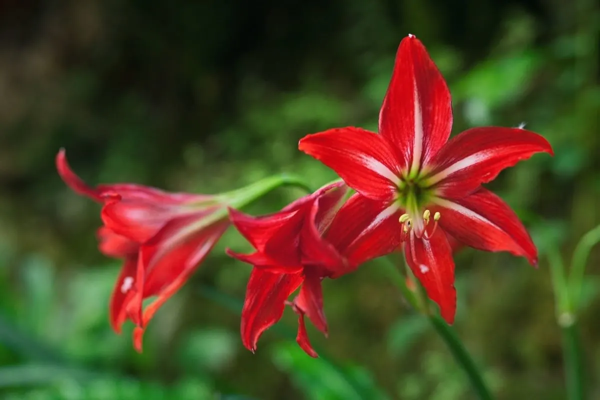 red lilies