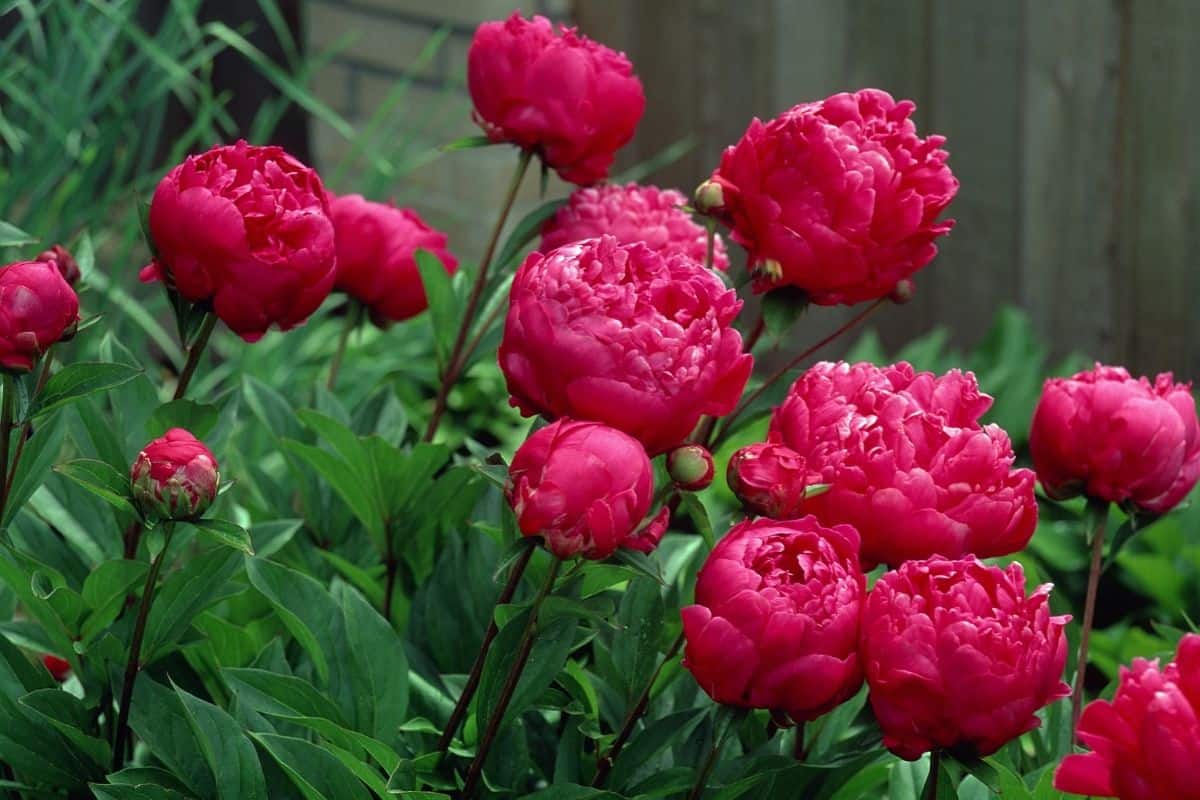 red colored peonies