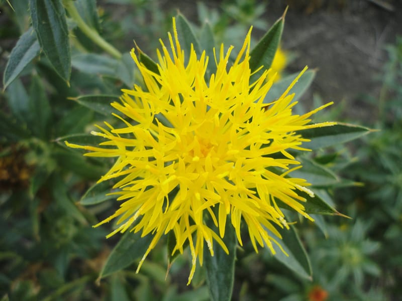 yellow safflower