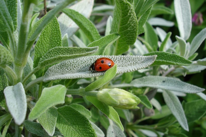 Sage herb with a ladybug in my garden