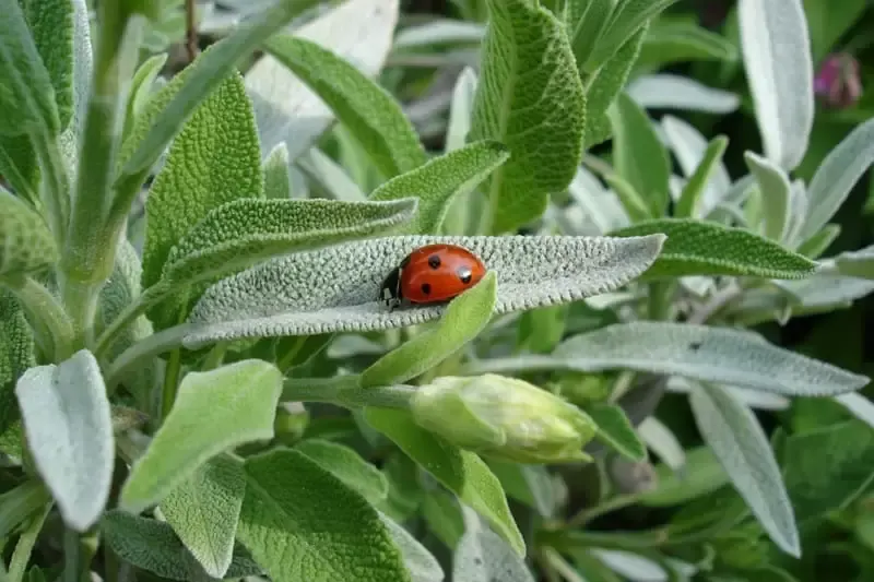 Ladybug sitting on a sage leaf