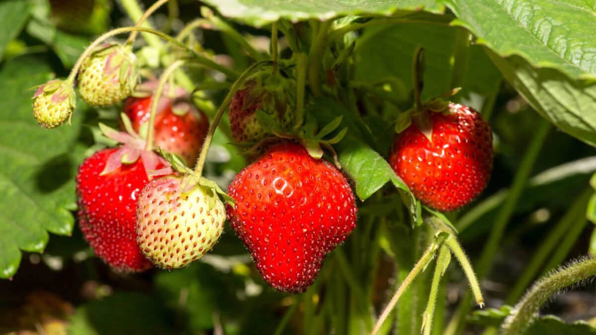 strawberry plant with fruit ready to harvest.