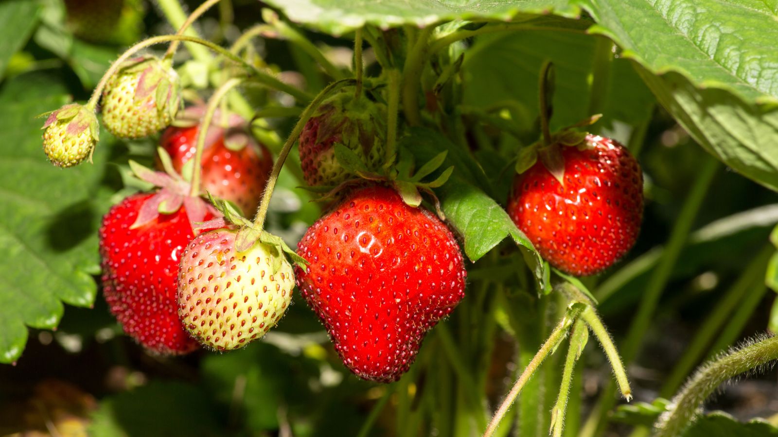 strawberry plant with fruit ready to harvest.