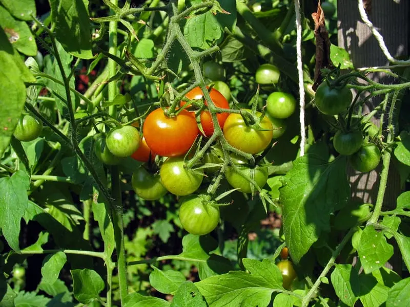 tomatoes on the plant