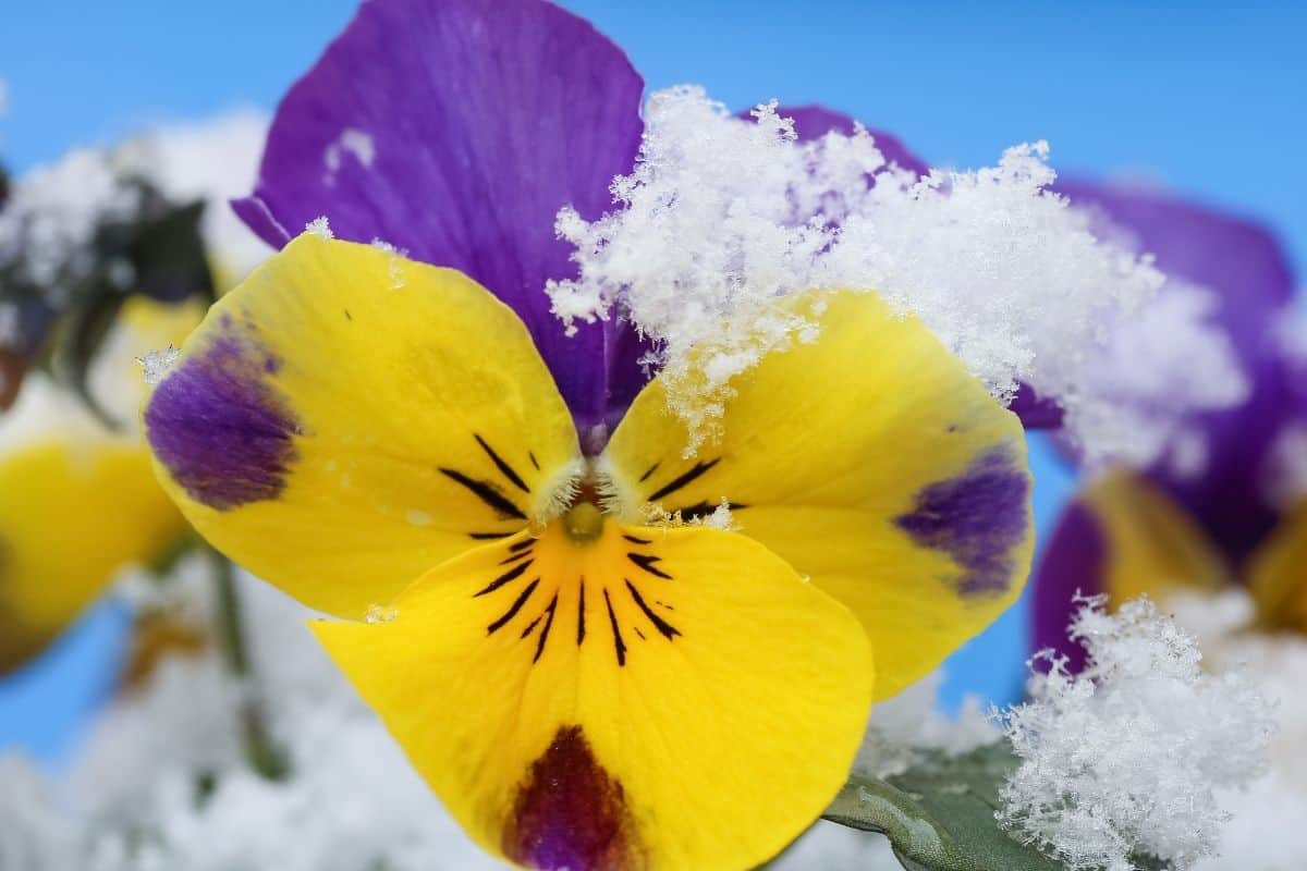 a beautiful yellow and purple pansy flower in snow