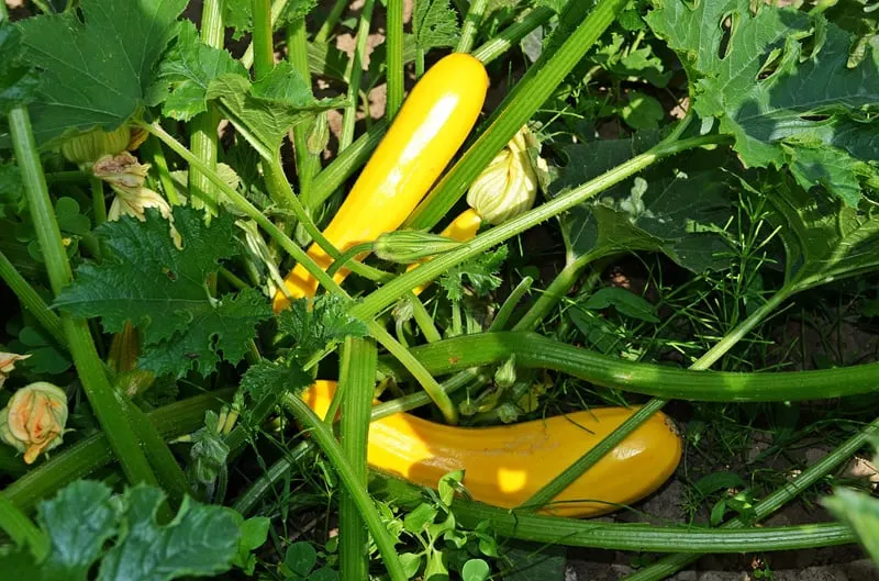 yellow zucchini plant