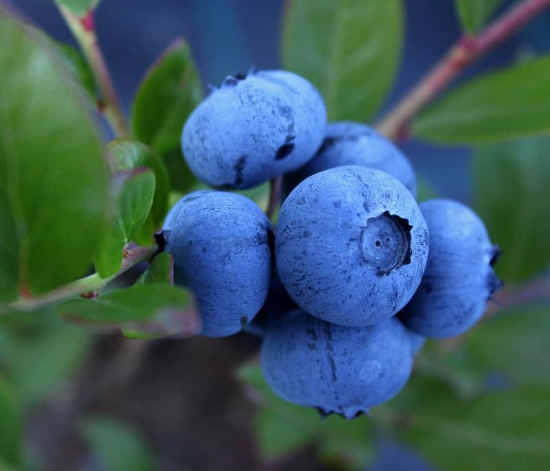 A blueberry cluster